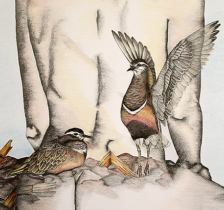 Eismöwe, Larus hyperboreus