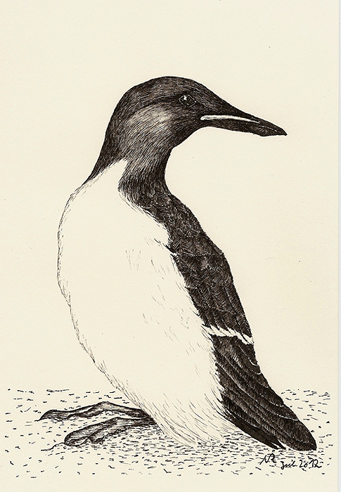 Dickschnabellumme, Uria lomvia, Thick-billed Murre, Guillemot de Br&uuml;nnich,