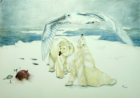 Elfenbeinm&ouml;we, Pagophila eburnea, Ivory Gull, Mouette blanche