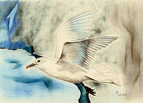 Elfenbeinm&ouml;we, Pagophila eburnea, Ivory Gull, Mouette blanche