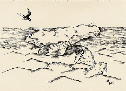 K&uuml;stenseeschwalbe, Sterna paradisaea, Arctic Tern, Sterne arctique,