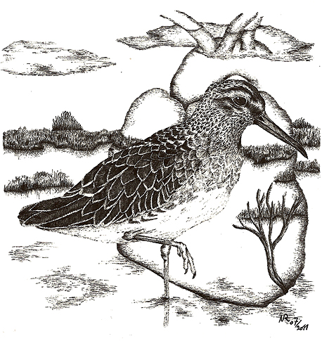 Sumpfl&auml;ufer, Limicola falcinellus