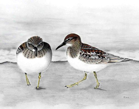 temminckstrandl&auml;ufer