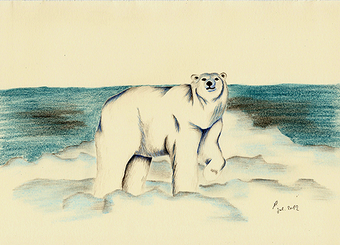 Eisb&auml;r, Ursus maritimus, Polar Bear, ours polaire