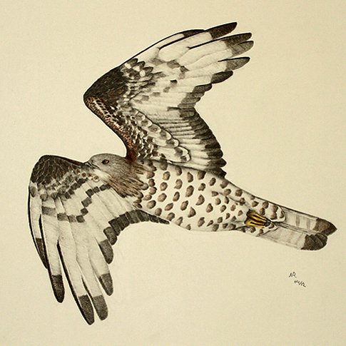 Wespenbussard, Pernis apivorus, European Honey-buzzard, Bondr�e apivore