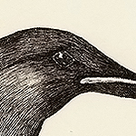 Dickschnabellumme, Uria lomvia, Thick-billed Murre, Guillemot de Br&uuml;nnich