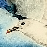 Elfenbeinm&ouml;we, Pagophila eburnea, Ivory Gull, Mouette blanche