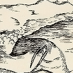 K&uuml;stenseeschwalbe, Sterna paradisaea, Arctic Tern, Sterne arctique,