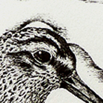 Sumpfl&auml;ufer, Limicola falcinellus