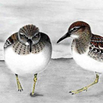 Temminckstrandl&auml;ufer, Calidris temminckii