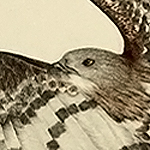 Wespenbussard, Pernis apivorus, European Honey-buzzard, Bondr�e apivore